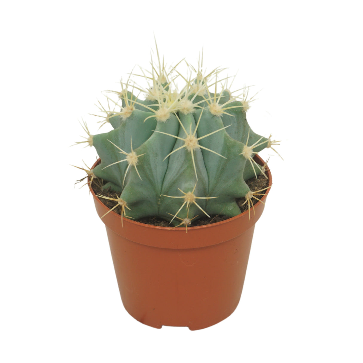 Ferocactus Glaucescens - Ball