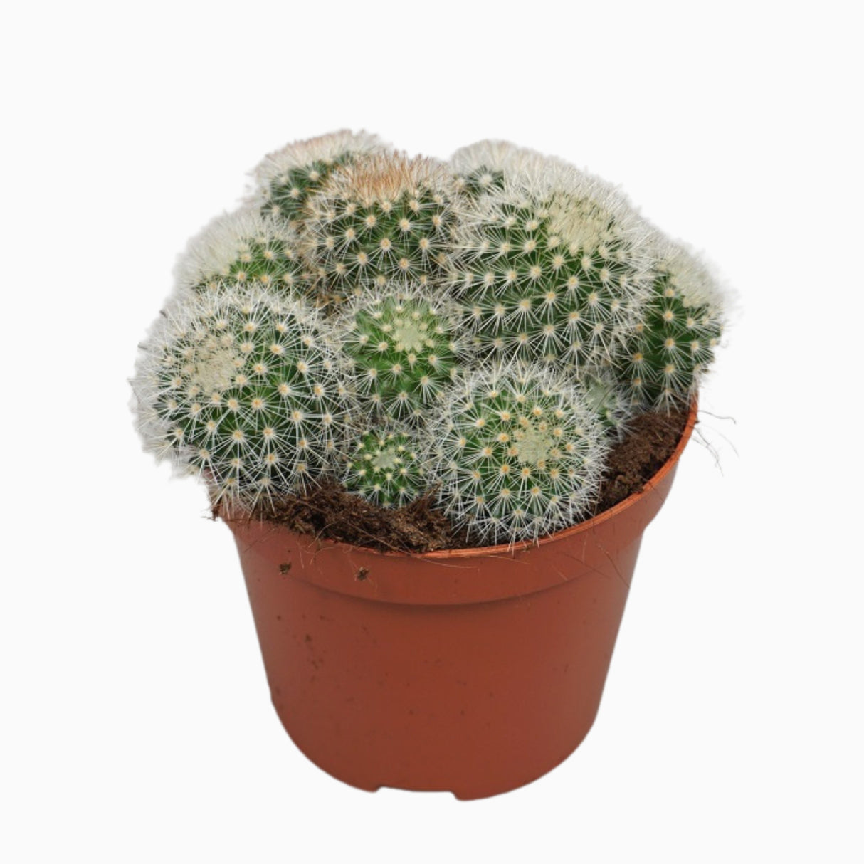 Mammillaria Pilcayensis - Ball