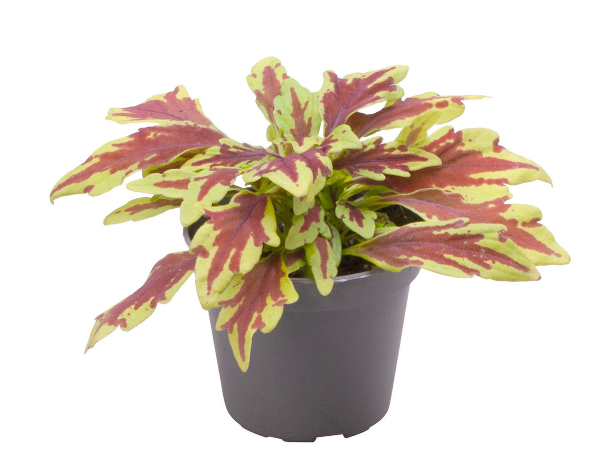 Coleus Le Freak