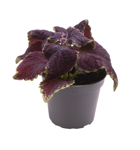 Coleus Ms Abbey Road