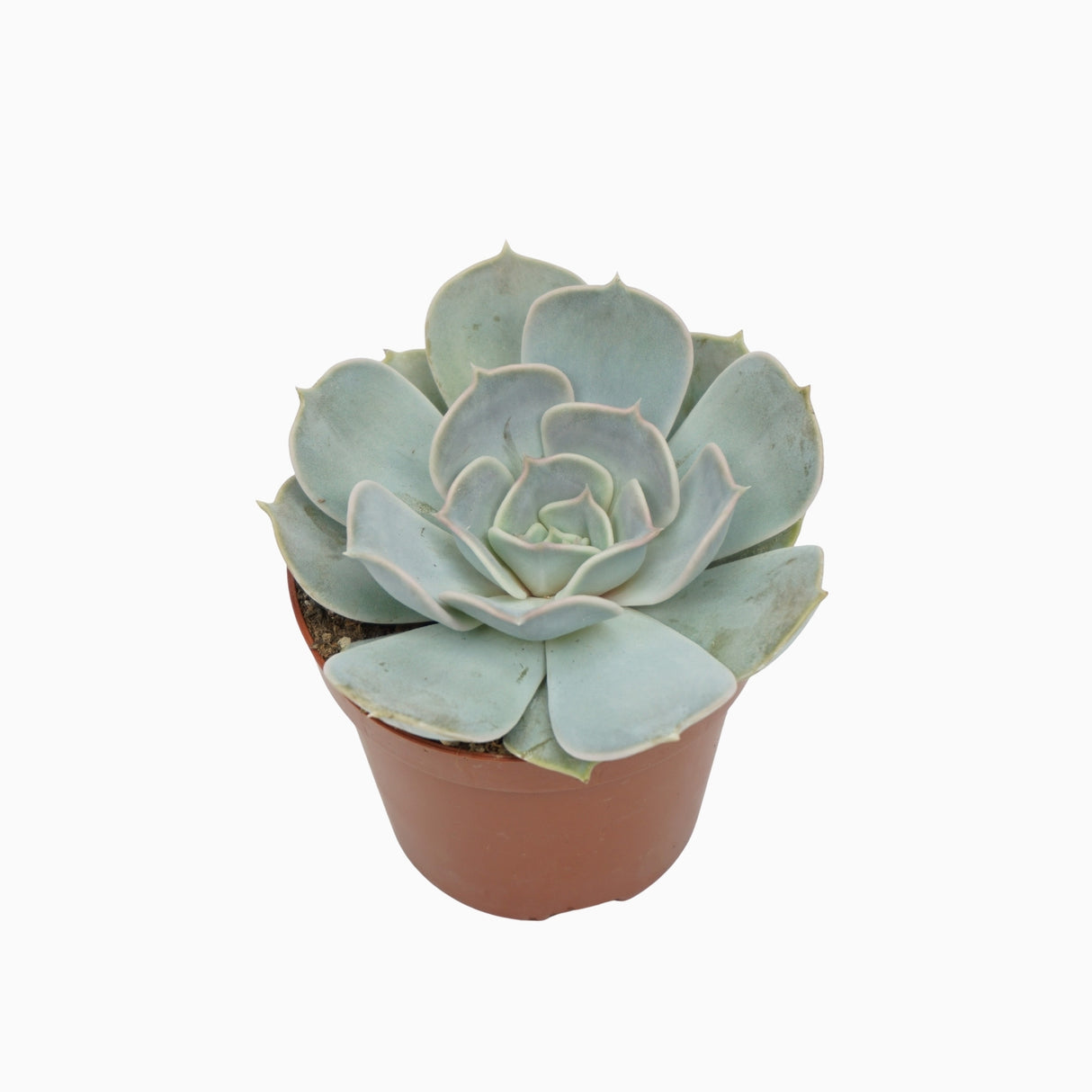 Echeveria Lilacina