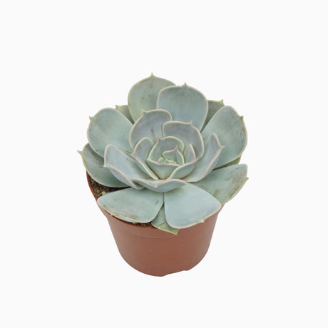 Echeveria Lilacina