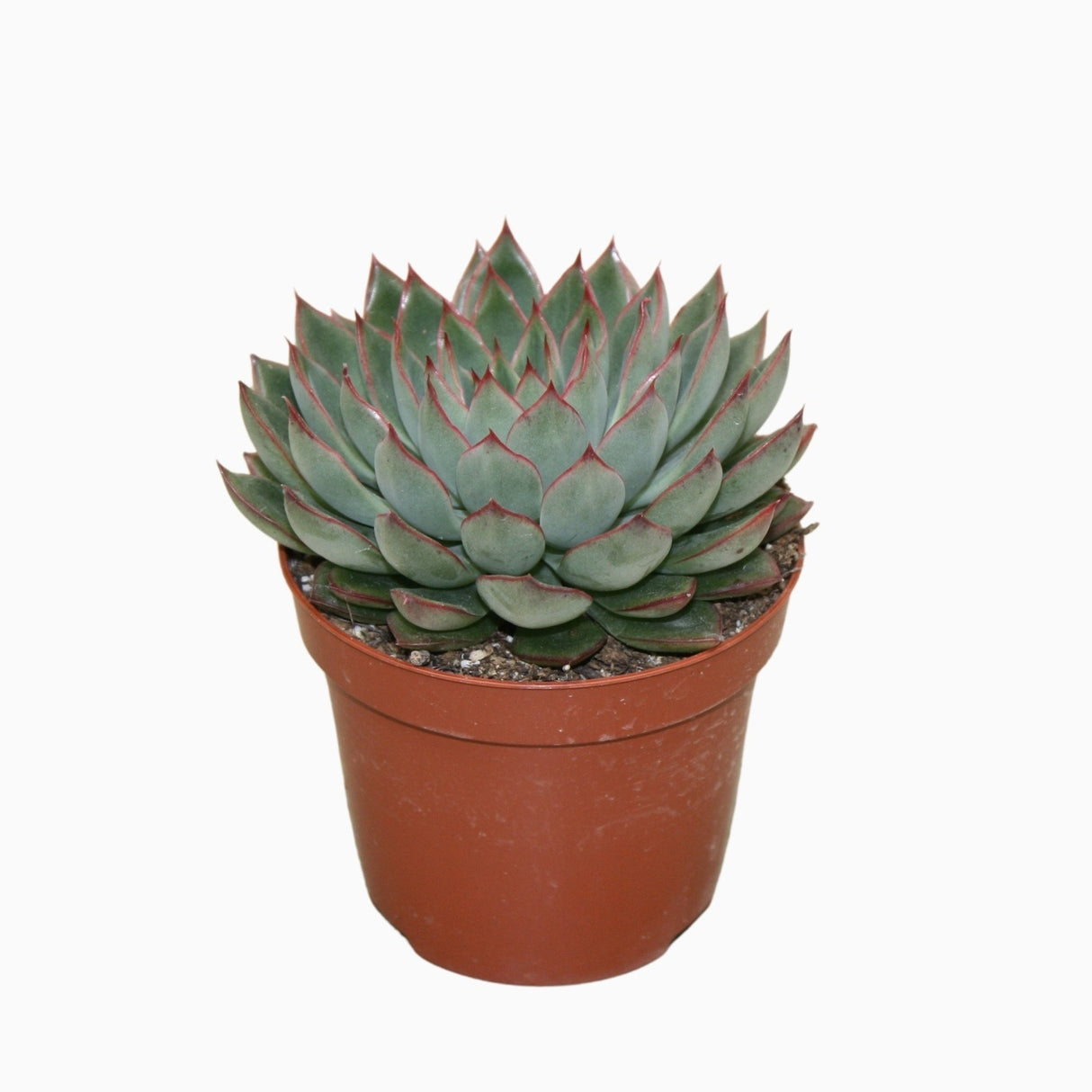 Echeveria 'Sagita'