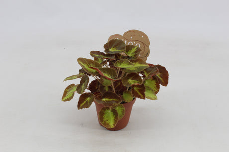 Begonia (Rex Grp) Montuno