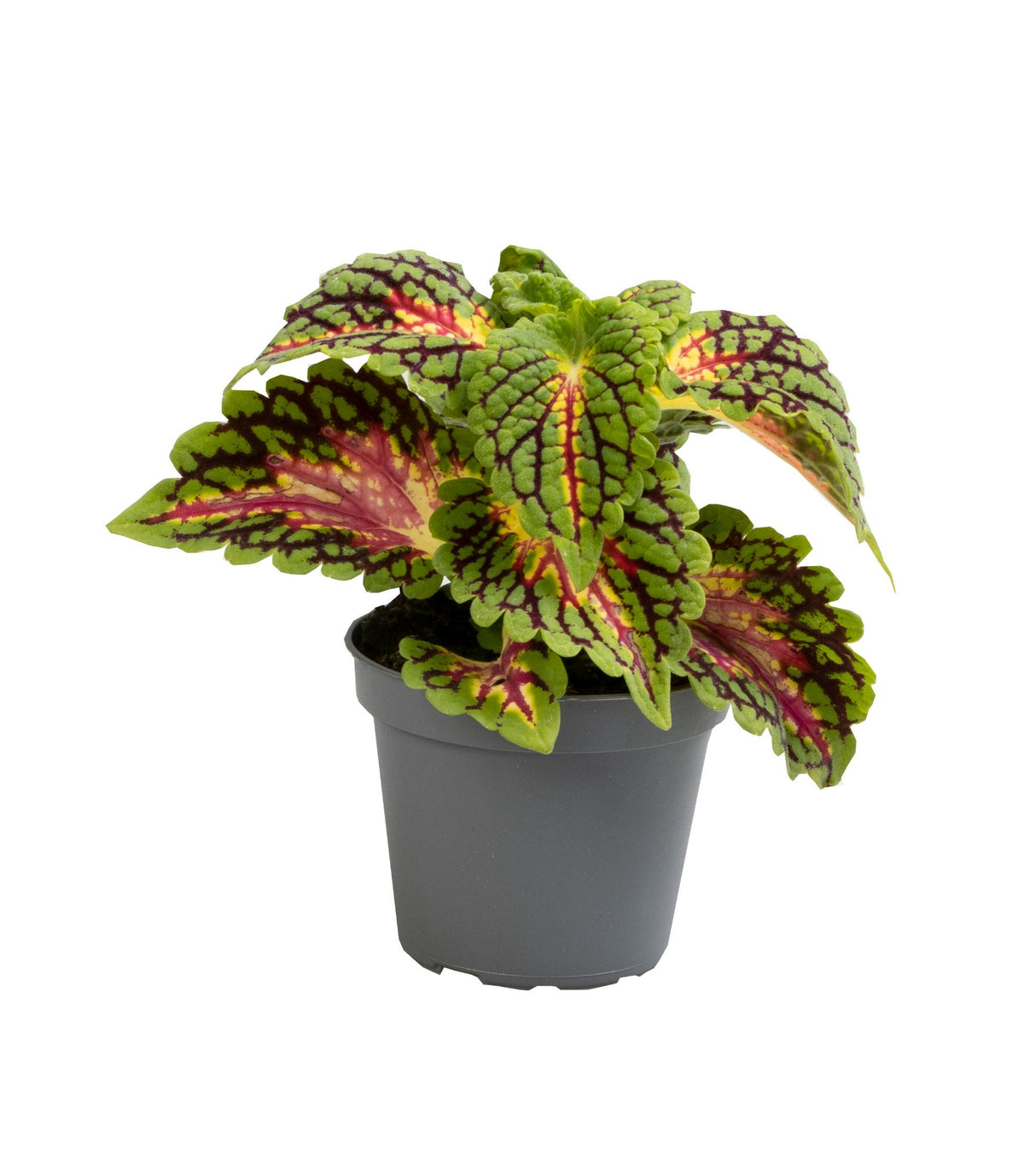 Coleus Spacecake