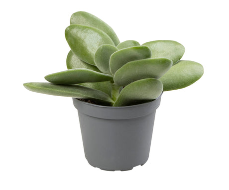 Crassula Rogersii