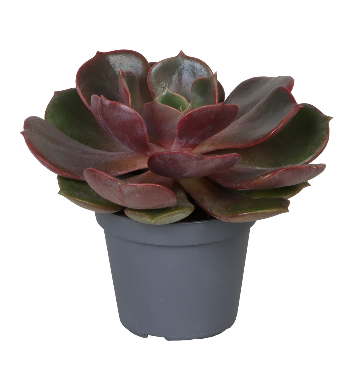 Echeveria Mont