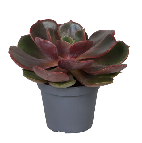 Echeveria Mont