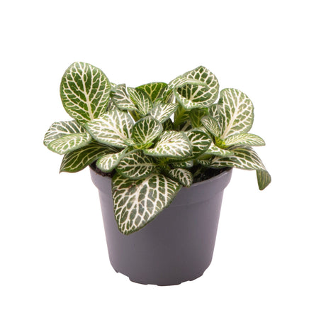 Fittonia Verschaffeltii Mini White