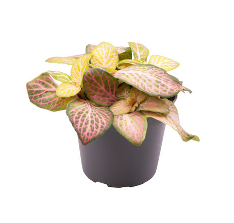 Fittonia Pink Specik