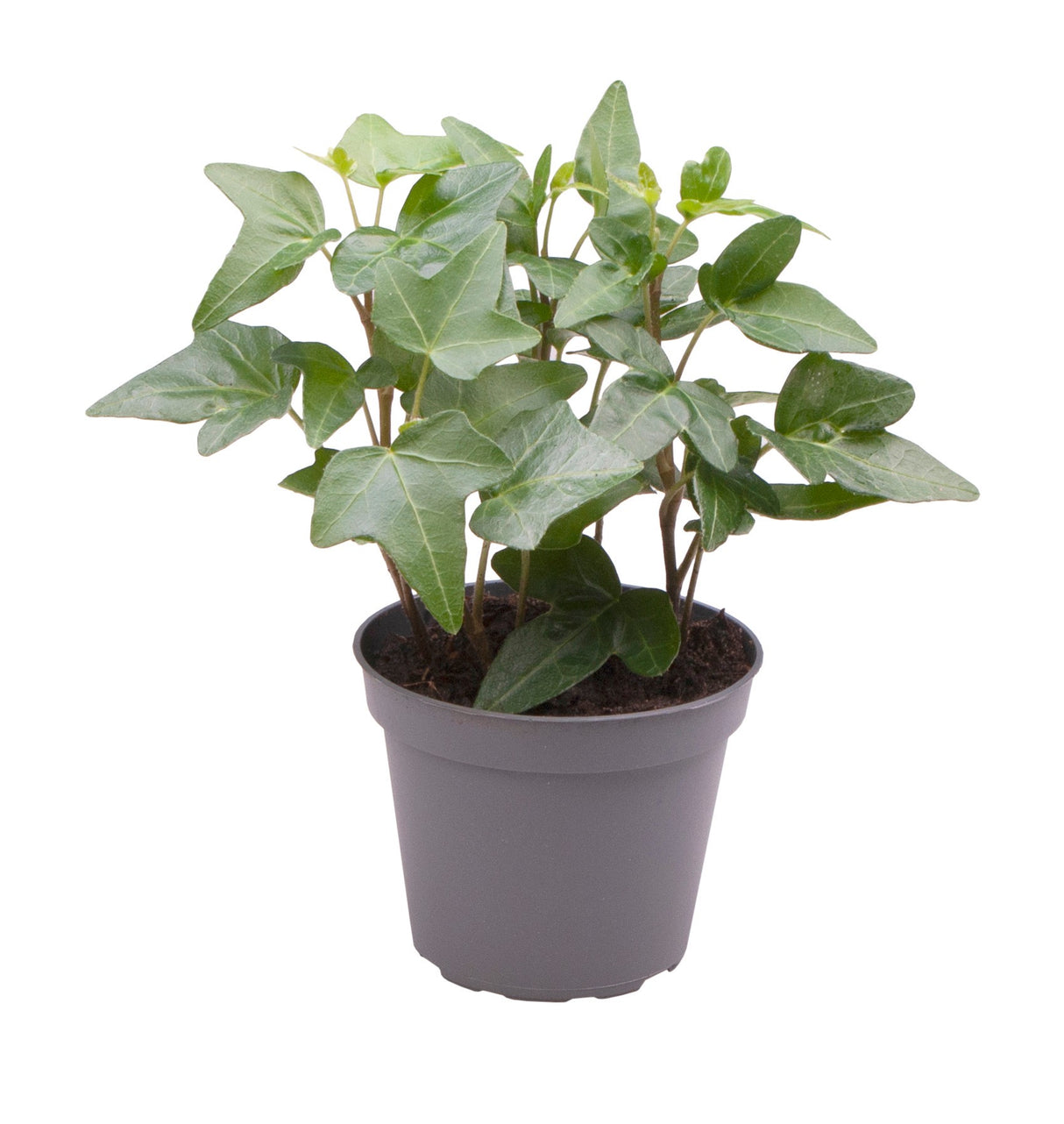 Hedera Helix Green