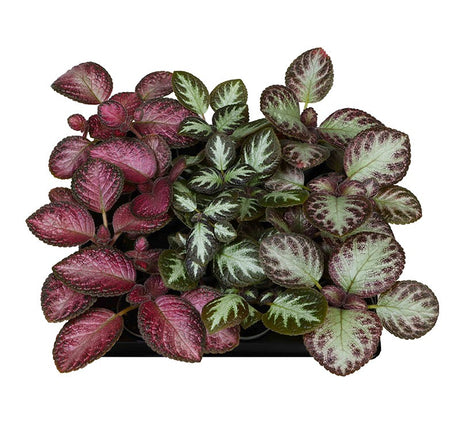 Episcia Mix