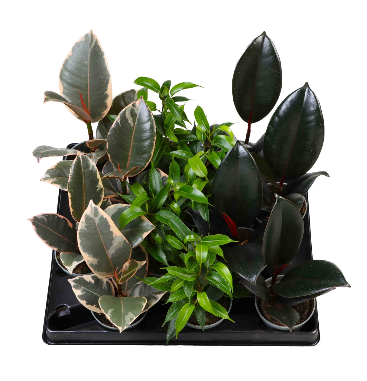 Ficus Mix - 3 Varieties