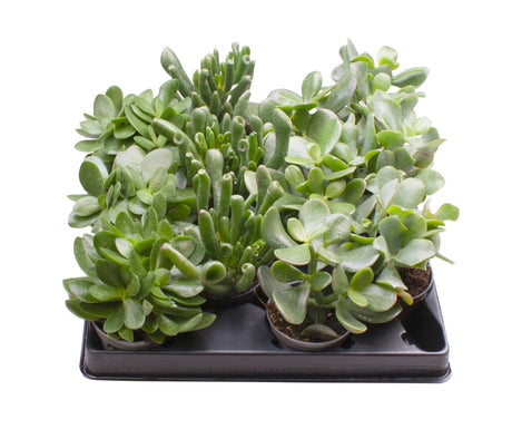 Crassula Mix - 3 Varieties