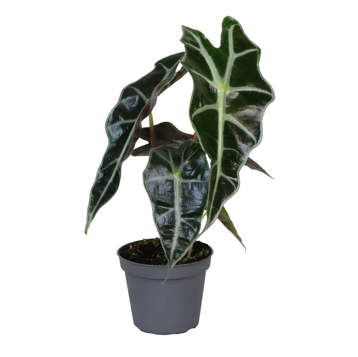 Alocasia 'Polly'