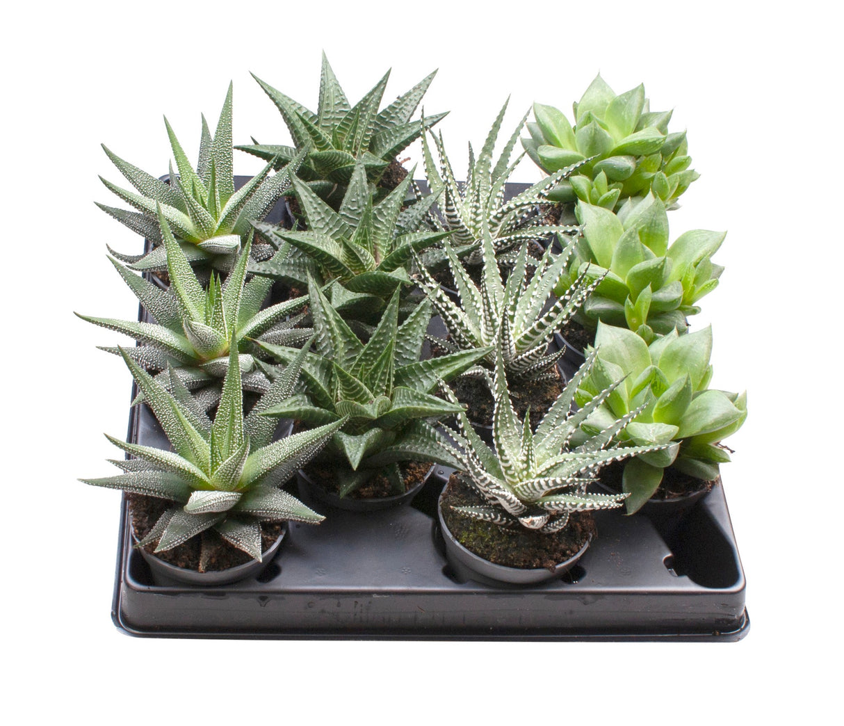 Haworthia Mix - 4 Varieties