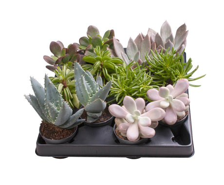 Succulent Mix - 6 Varieties