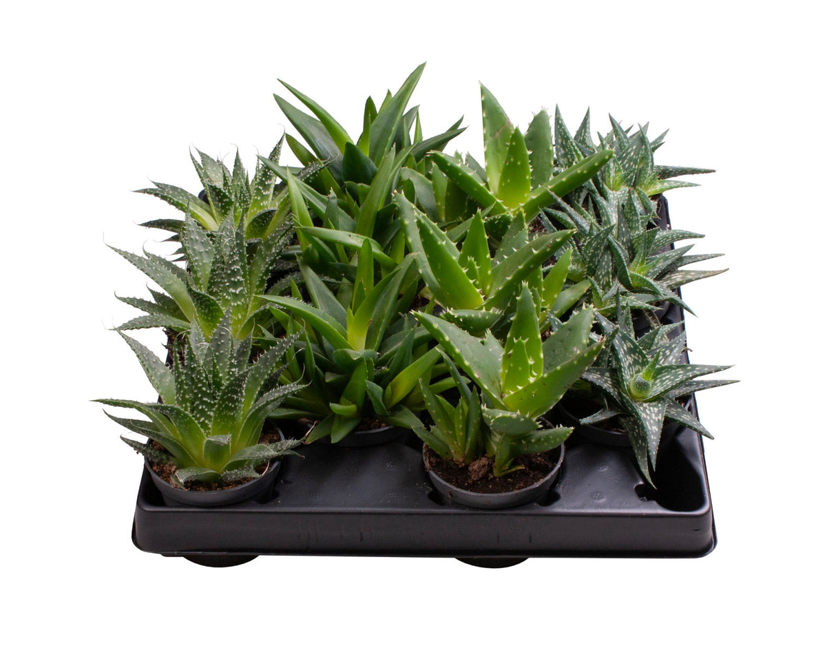 Aloe Mix - 4 Varieties