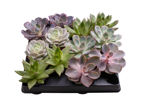 Echeveria Mix - 6 Varieties