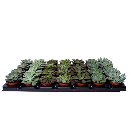 Echeveria Mix - 7 Varieties