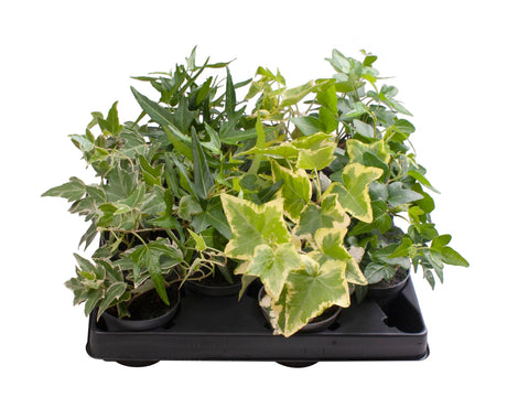 Hedera Helix Mix - 4 Varieties