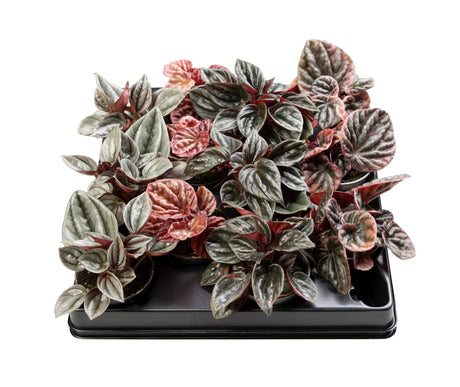 Peperomia Caperata Mix