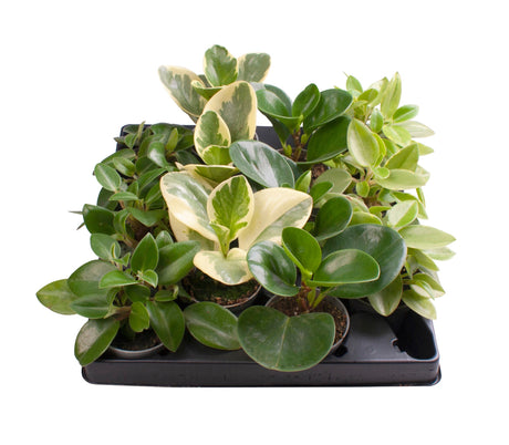 Peperomia Mix - 4 Varieties