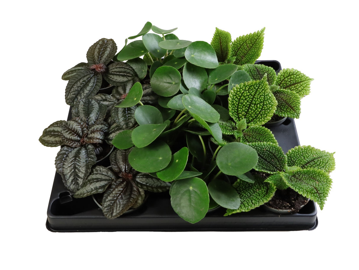 Pilea Mix