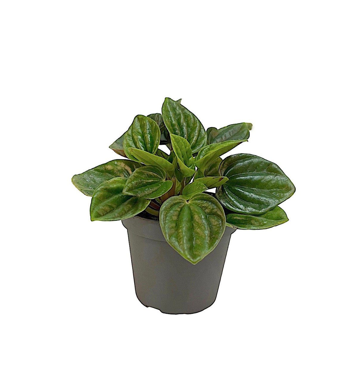 Peperomia Caperata 'Amazonas'