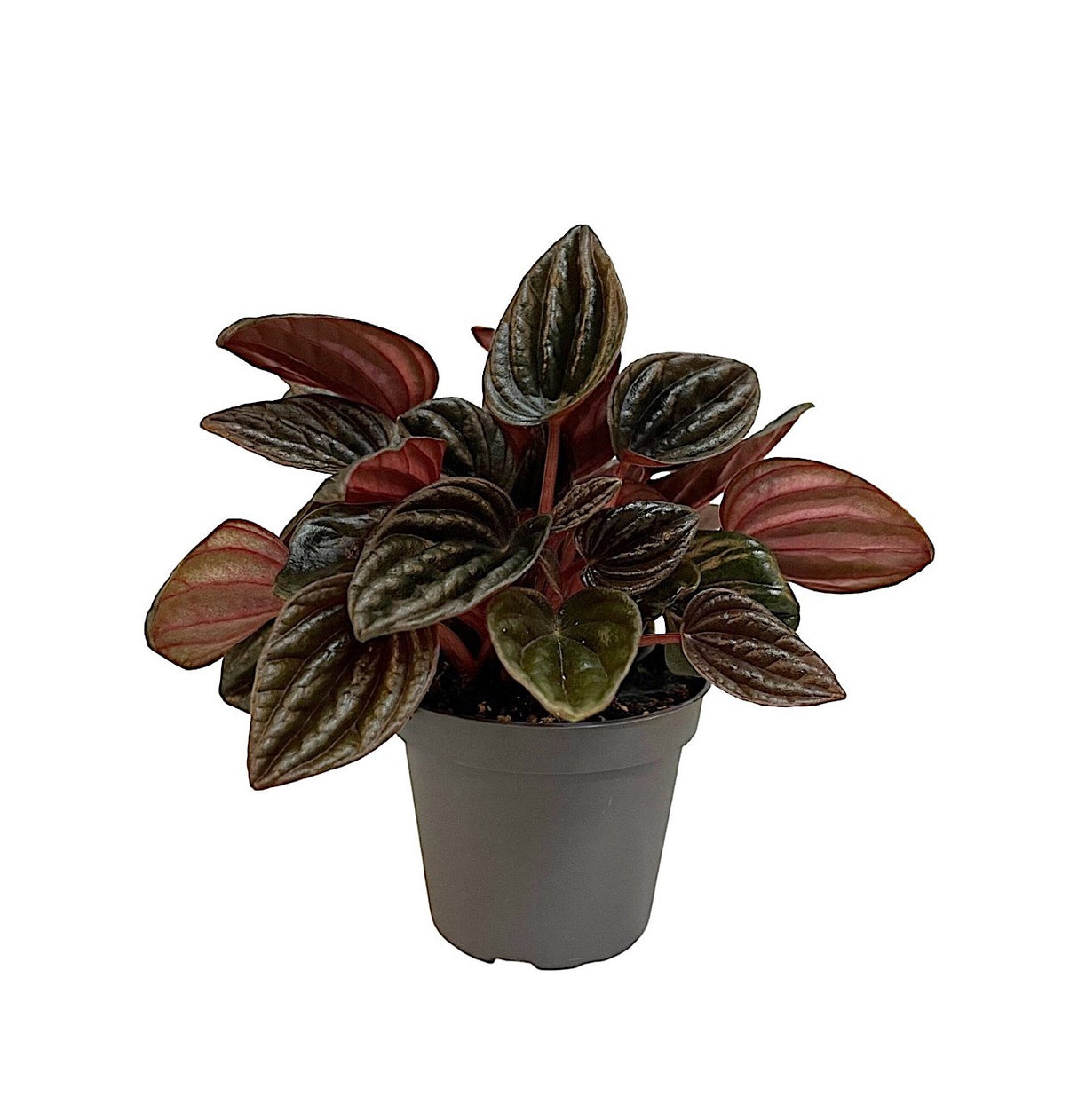 Peperomia Caperata 'Montevideo'