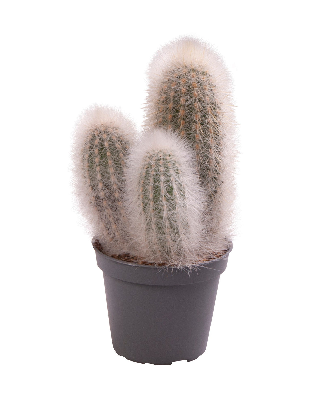 Cleistocactus Strausii