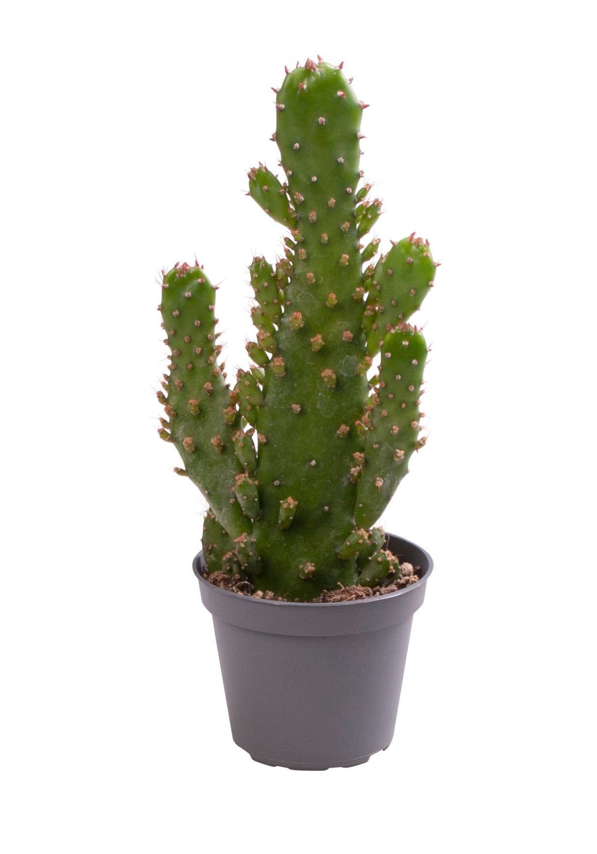 Opuntia Monacantha