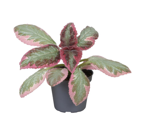 Episcia Cupreata 'Pink Brocade'