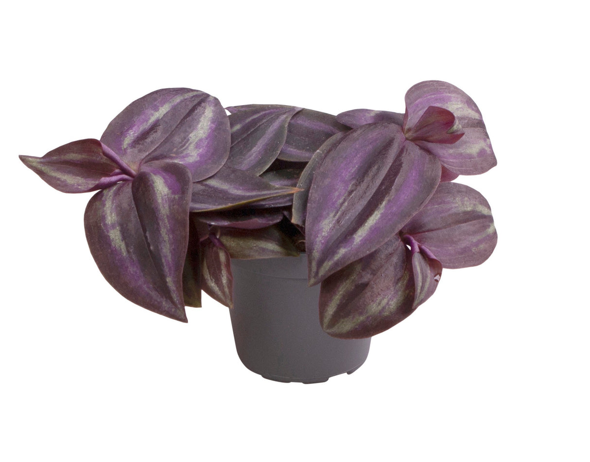 Tradescantia Zebrina 'Purpusii Purple Joy'