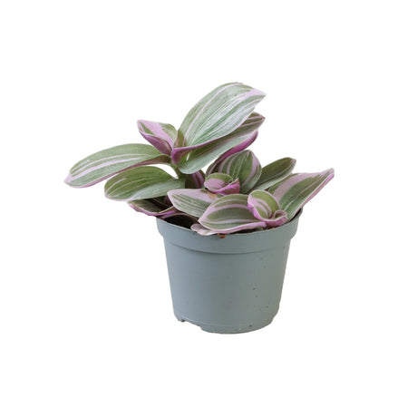 Tradescantia Cerinthoides 'Sweetness'