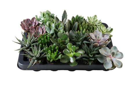 Succulent Mix - 5 Varieties